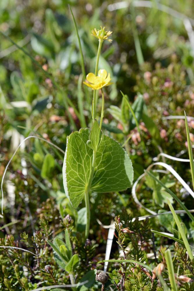 Ranunculus thora / Erba tora